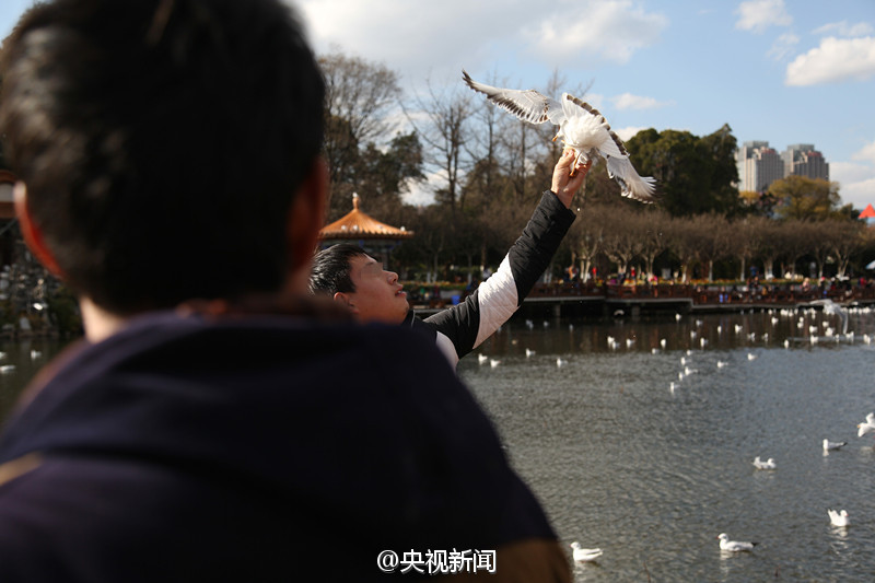 Tourist grabs the feet of black-headed gull for photo