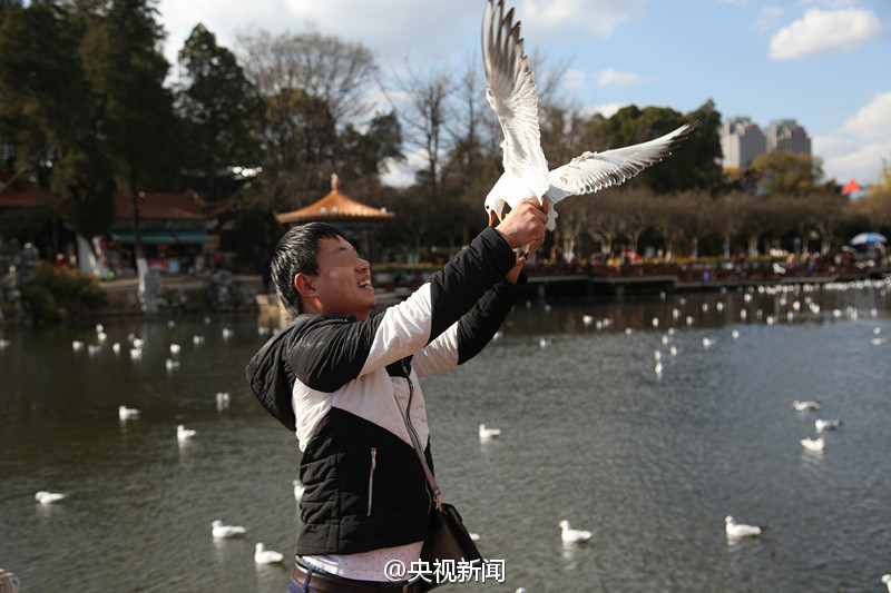 Tourist grabs the feet of black-headed gull for photo