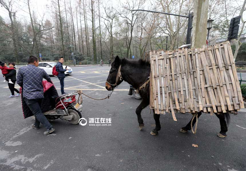 Watch out! Naughty mule walks in the motorway
