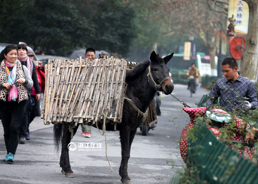 Watch out! Naughty mule walks in the motorway
