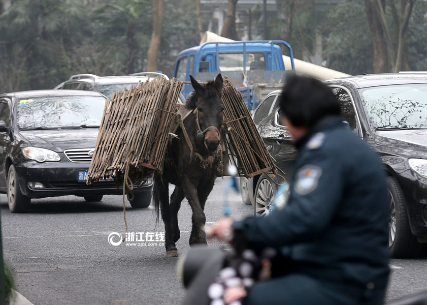 Watch out! Naughty mule walks in the motorway
