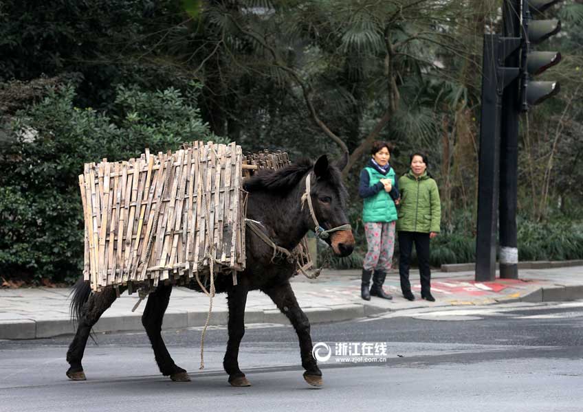 Watch out! Naughty mule walks in the motorway
