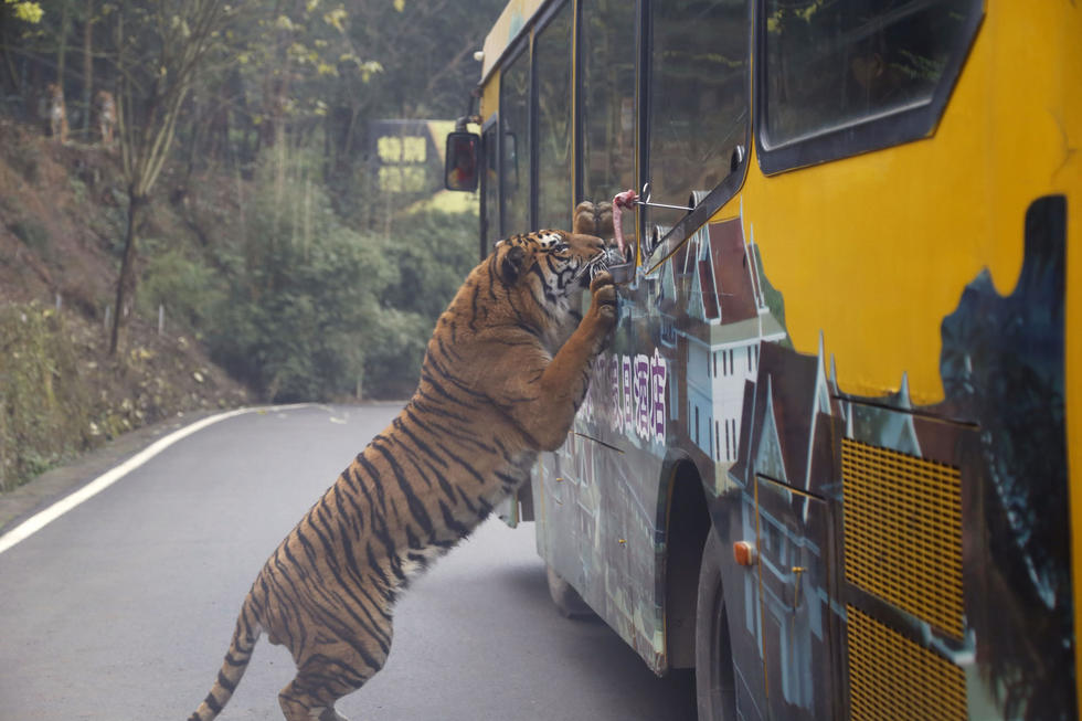 Thrilling! Tigers and Lions Rush At You for Food in SW China