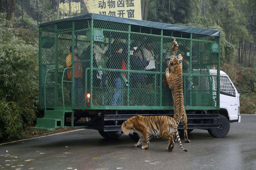 Thrilling! Tigers and Lions Rush At You for Food in SW China