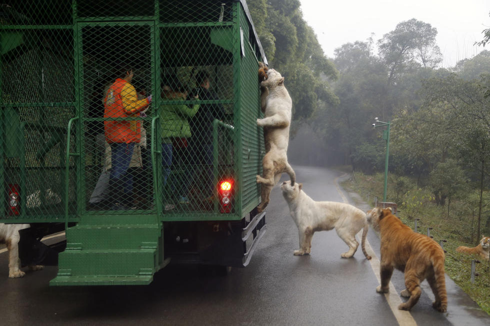 Thrilling! Tigers and Lions Rush At You for Food in SW China