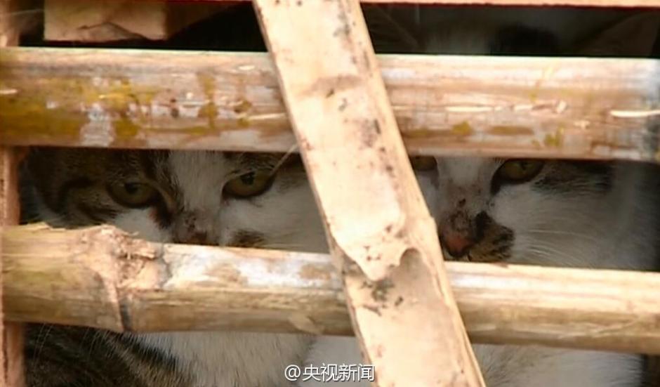 2,000 stolen cats saved by animal protection volunteers in E China
