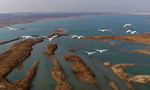 Qinghai Lake aircraft ban reveals risky trend in wildlife photography