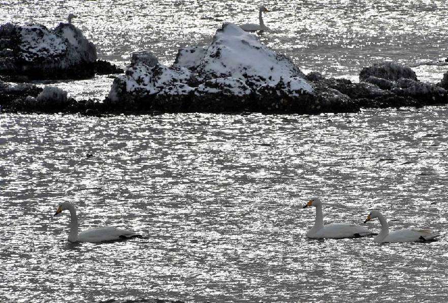 Thousands of swans migrate to Shandong 