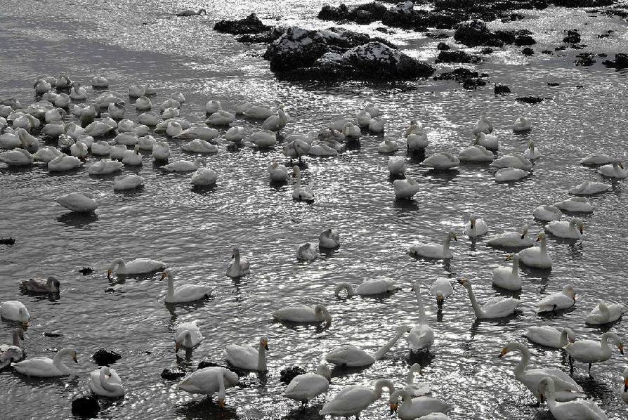 Thousands of swans migrate to Shandong 