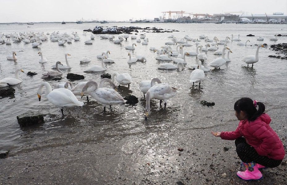 Thousands of swans migrate to Shandong 