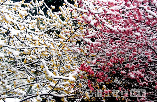 A beautiful Zhejiang in snow