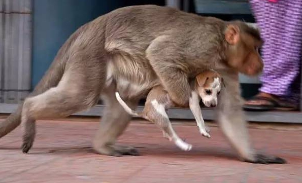 Monkey who adopts a puppy touches the world