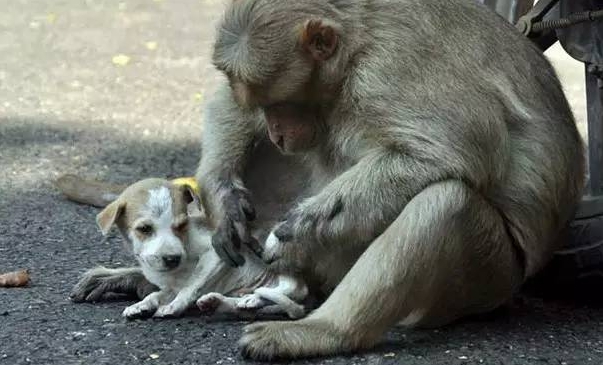 Monkey who adopts a puppy touches the world