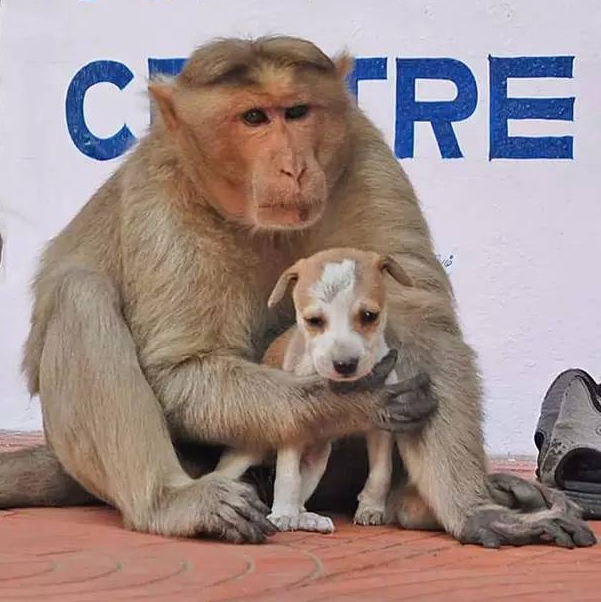 Monkey who adopts a puppy touches the world