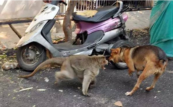 Monkey who adopts a puppy touches the world