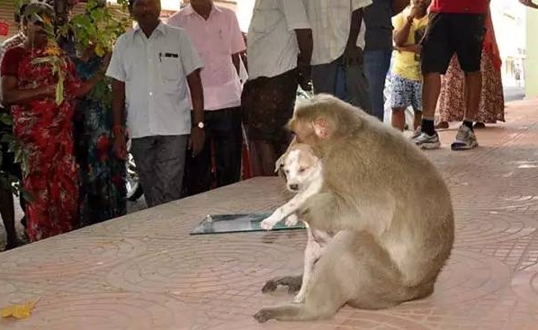 Monkey who adopts a puppy touches the world