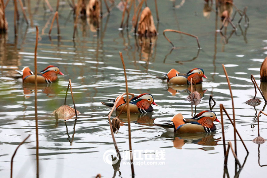Mandarin ducks frolicking in West Lake 

