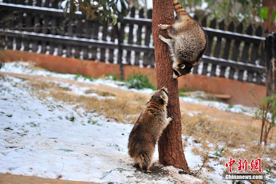 How do cute animals keep warm amid cold wave?