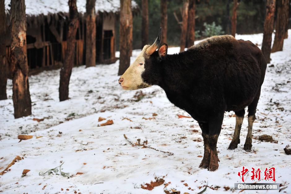 How do cute animals keep warm amid cold wave?