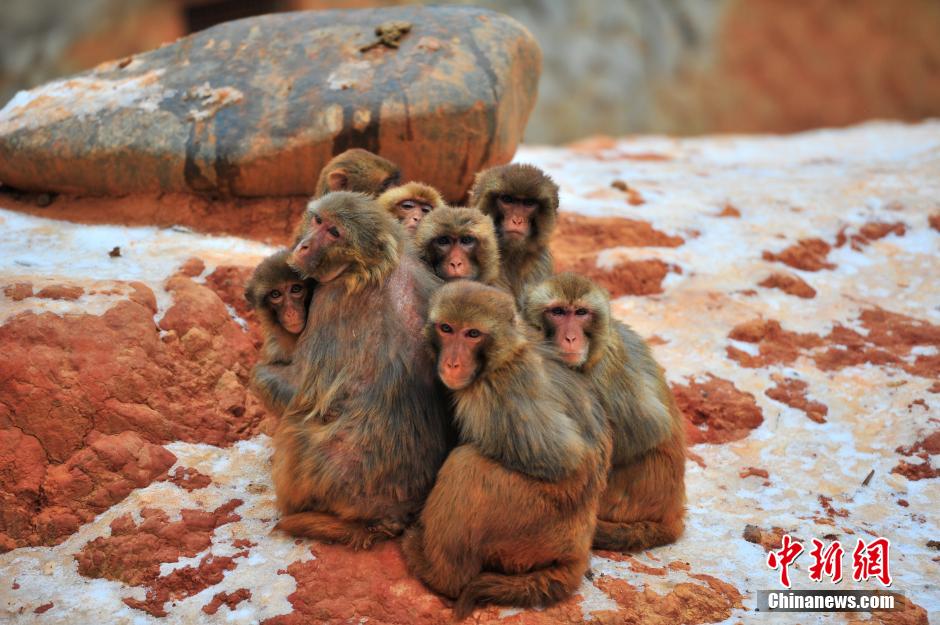 How do cute animals keep warm amid cold wave?