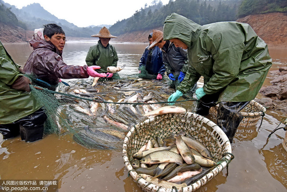 Farmers catch fish to celebrate Chinese New Year