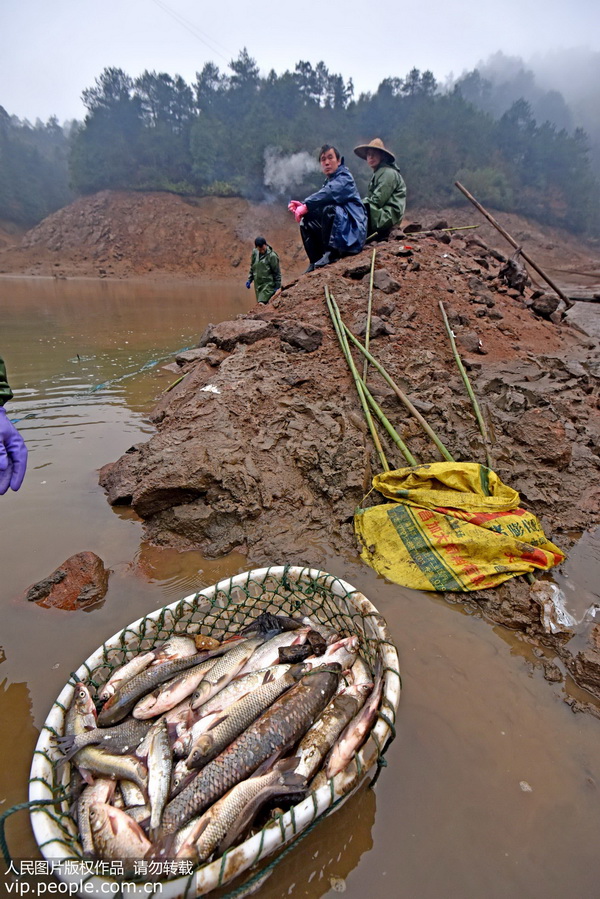 Farmers catch fish to celebrate Chinese New Year
