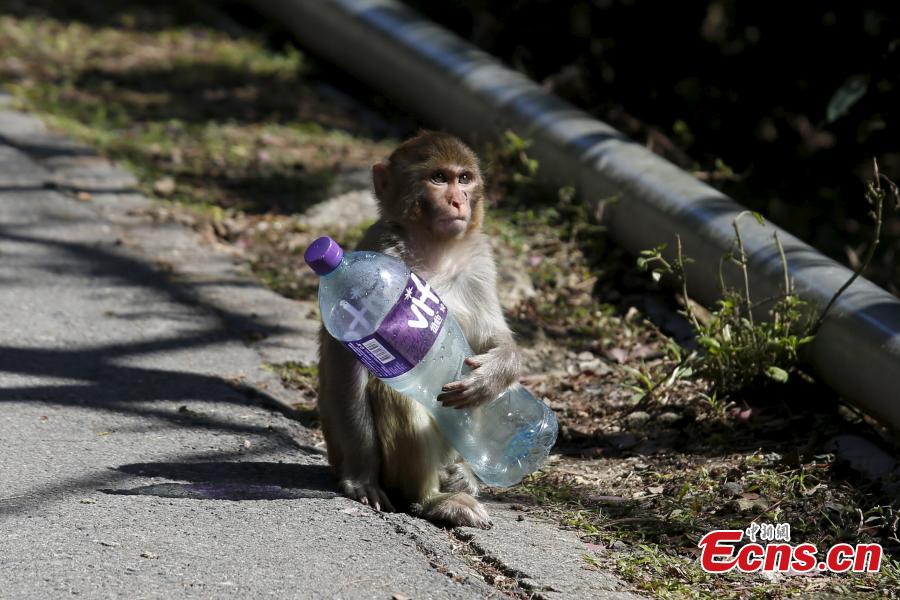 Monkeys roam free in Hong Kong