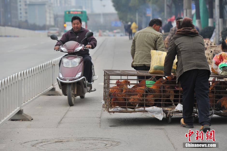 Best place and time to buy live chicken