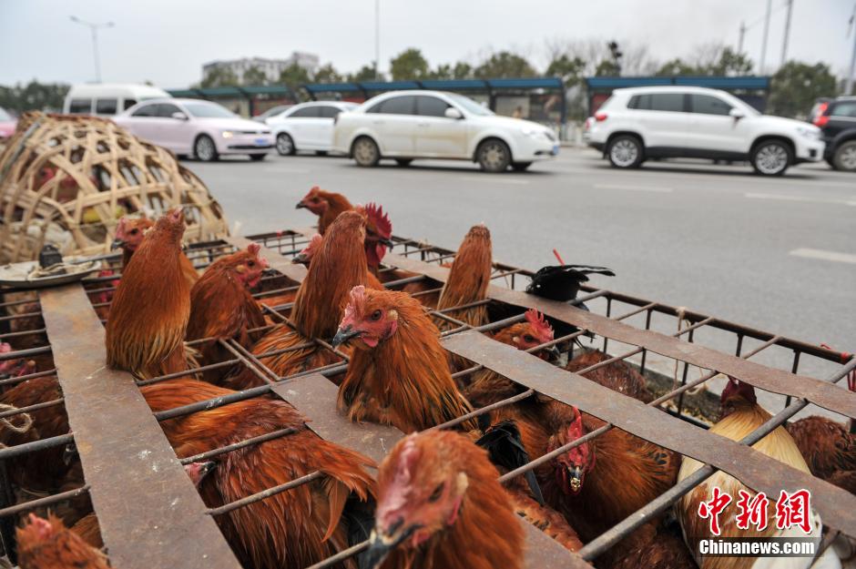 Best place and time to buy live chicken