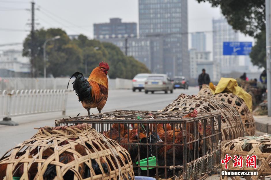 Best place and time to buy live chicken