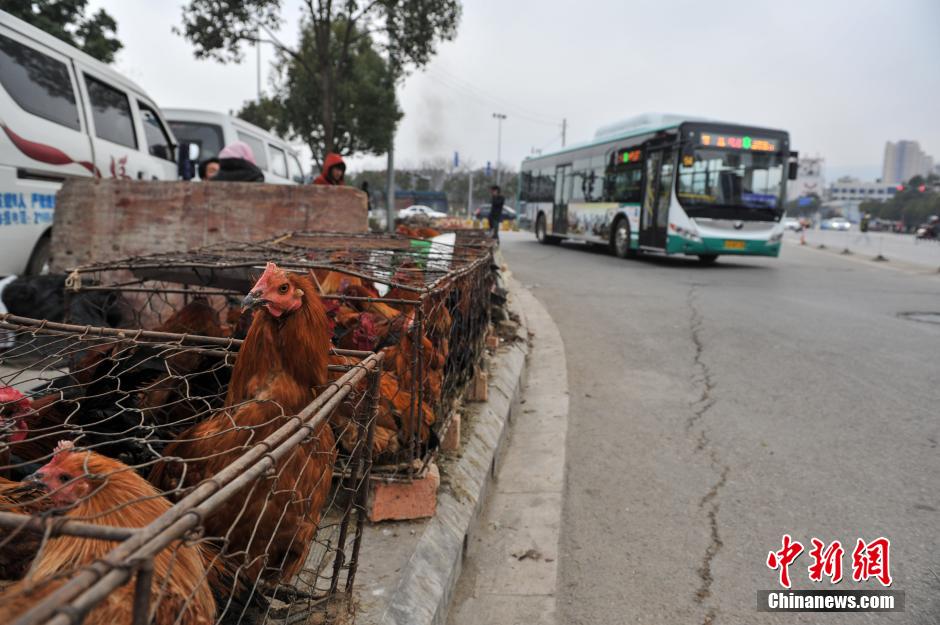 Best place and time to buy live chicken