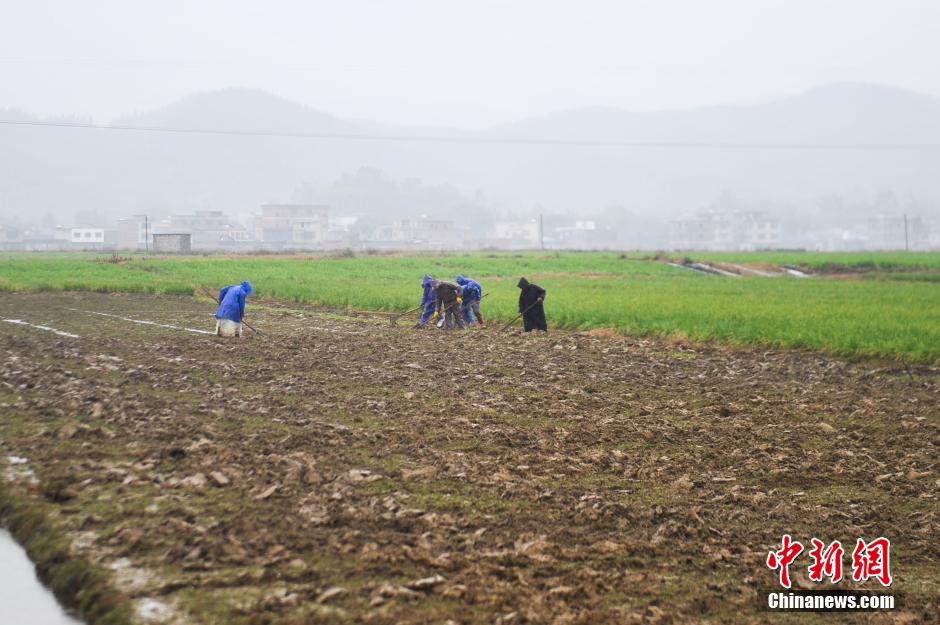 Guangxi's vegetable base feeds appetite of neighboring regions