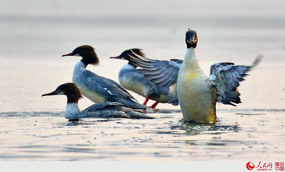 Birds in Fenhe wetland park