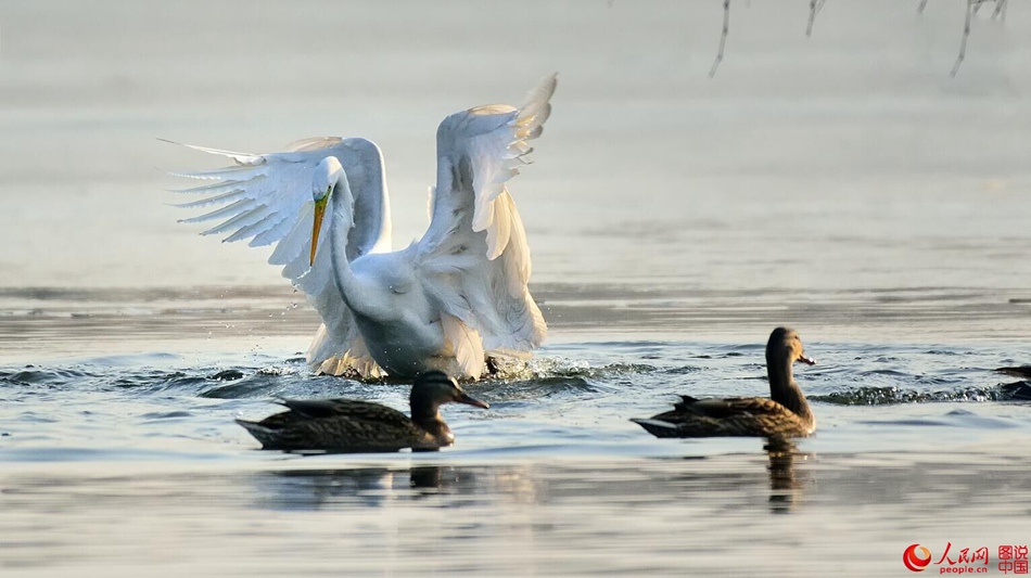 Birds in Fenhe wetland park