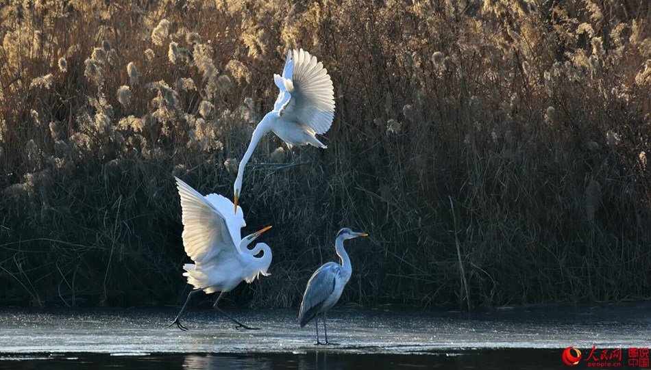 Birds in Fenhe wetland park