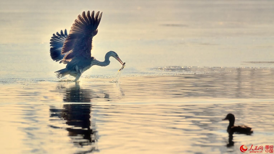 Birds in Fenhe wetland park