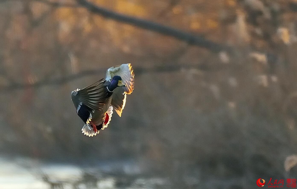 Birds in Fenhe wetland park