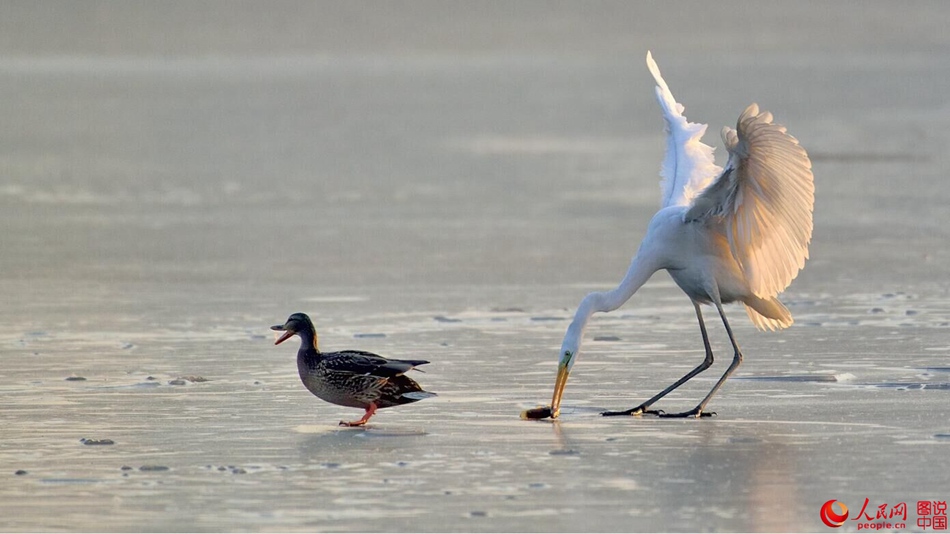 Birds in Fenhe wetland park