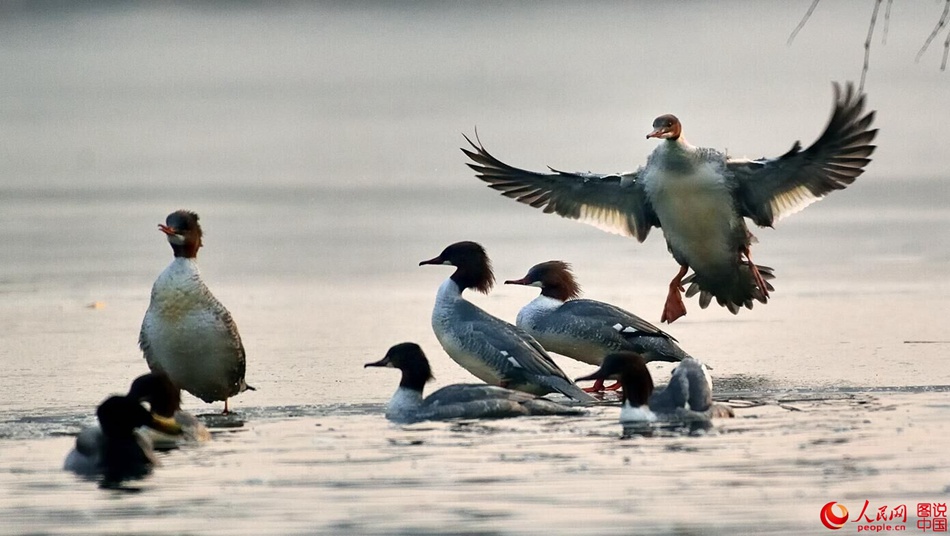 Birds in Fenhe wetland park