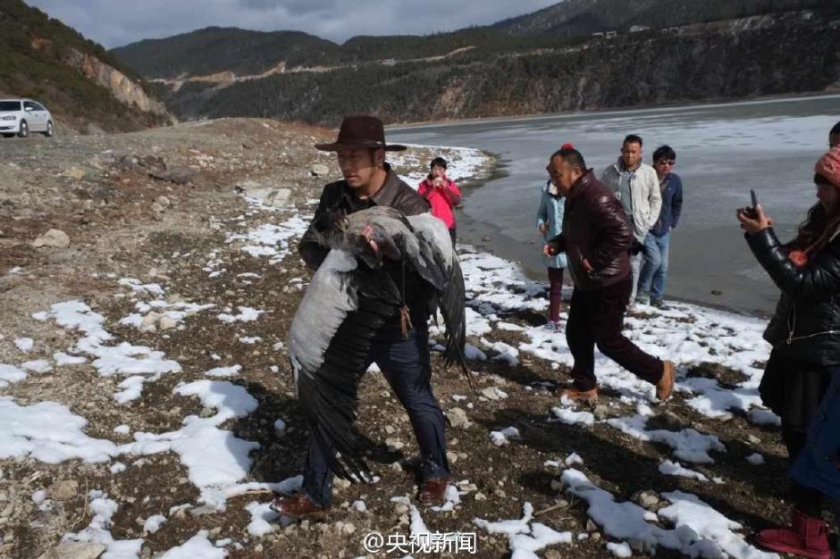 Two men save crane from ice cave and warm it with body