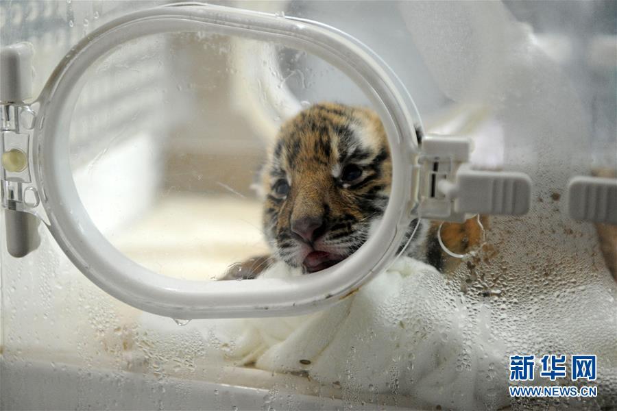 Baby South China tiger meets the public in Chongqing