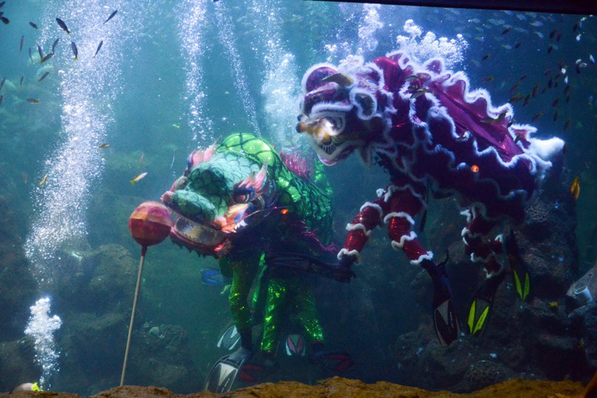 Dragon and lion dance performed underwater in Indonesia