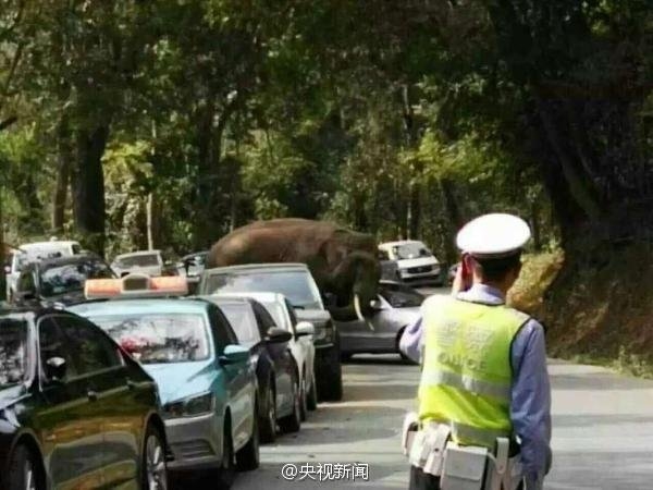 Wild elephant wanders onto Chinese tourist road, damages dozen cars