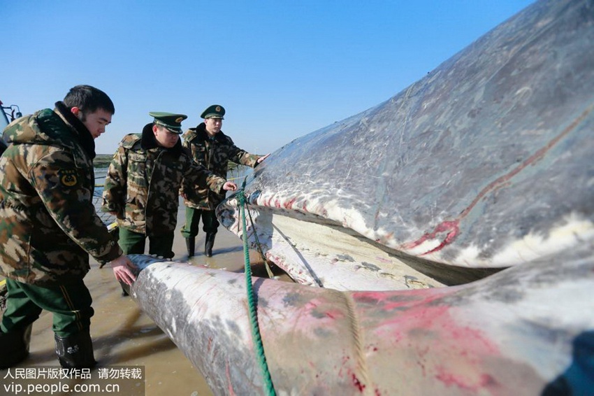 Stranded sperm whale dead in E China