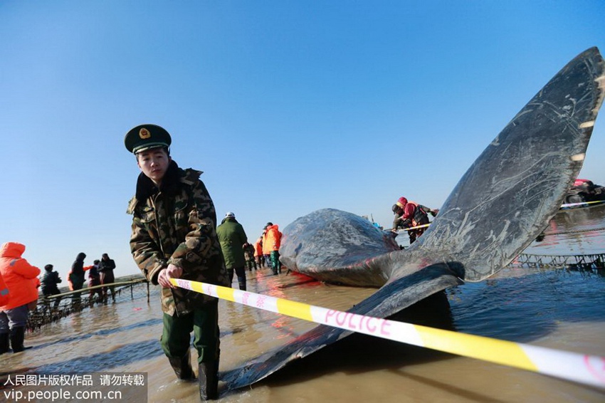 Stranded sperm whale dead in E China