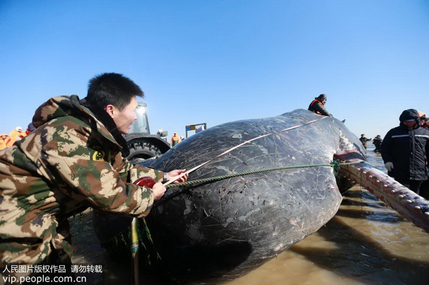 Stranded sperm whale dead in E China