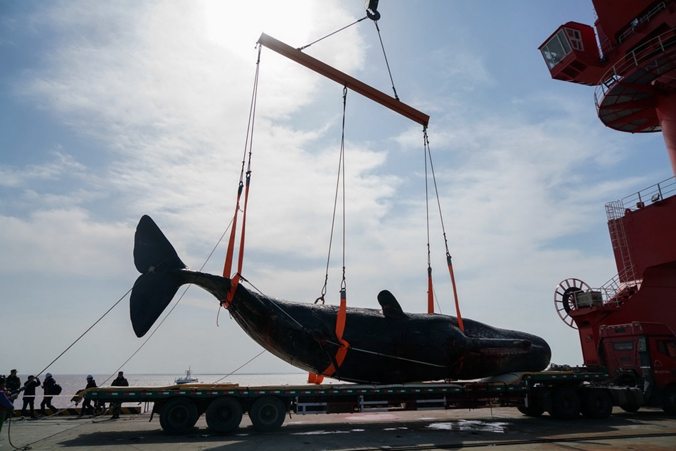 Dead stranded sperm whale brought ashore in E China