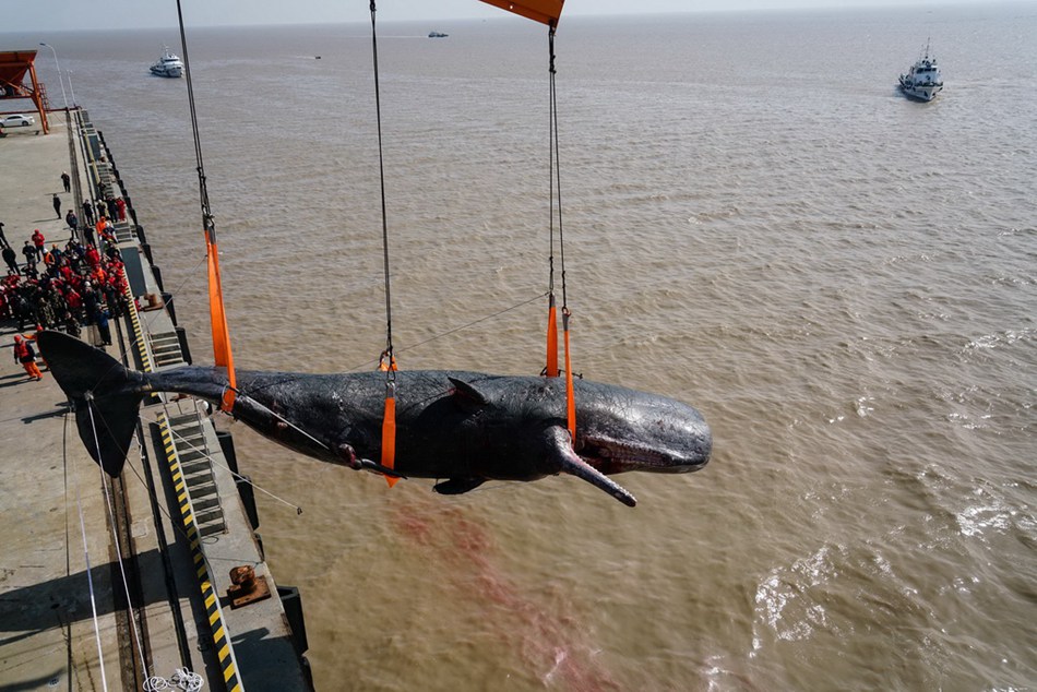 Dead stranded sperm whale brought ashore in E China