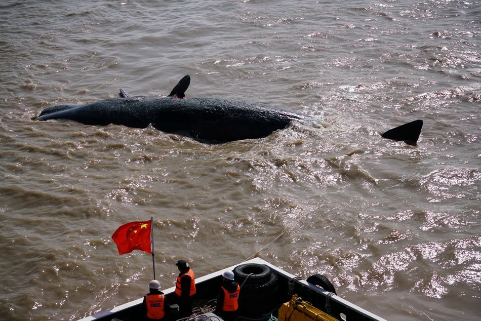 Dead stranded sperm whale brought ashore in E China