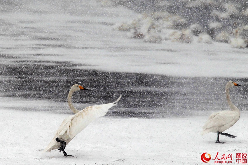 Swans enjoying snowfall in E China